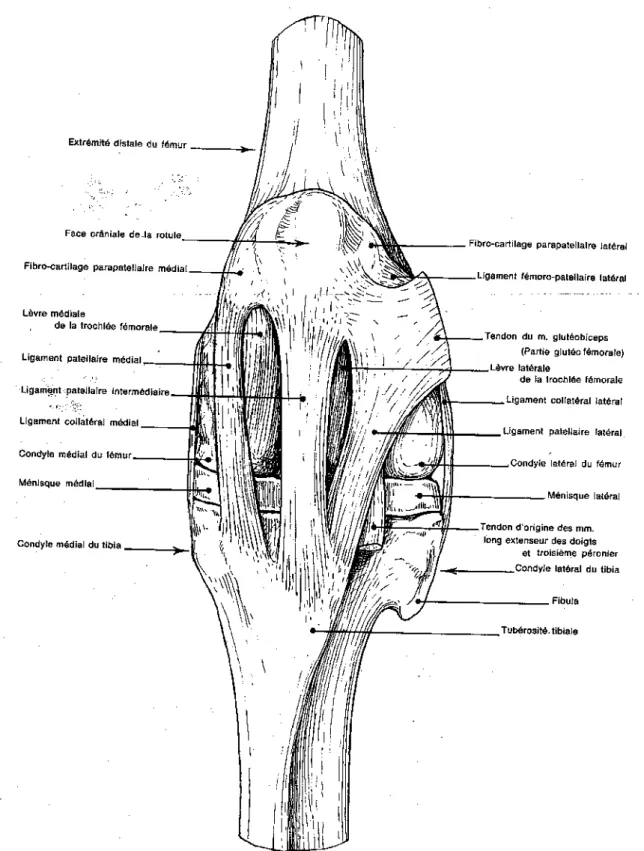 Fig. 18 : Articulation du genou d’un bœuf.   Genou gauche. Vue crâniale. (Barone 1989) 