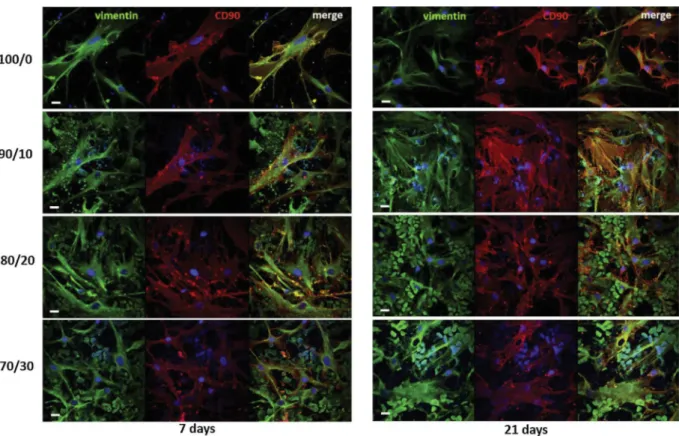 Fig. 4. CLSM images of hMSCs after 7 and 21 days of culture on PCL/CHT double porous membranes