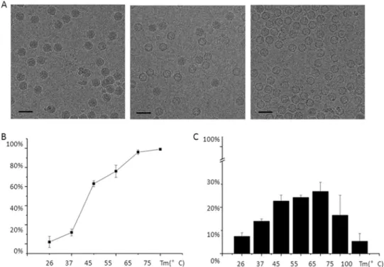 FIG 2 Heat treatment and PLA2 activity of the virus particles. (A) CryoEM micrographs showing the virus after incubation for 1 h at 26°C, 45°C, and 65°C,