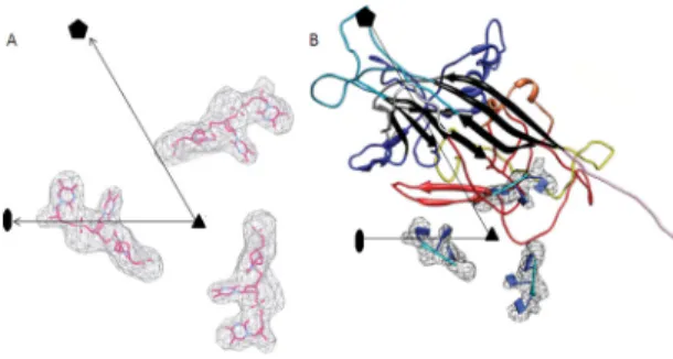 FIG 8 Structure of the three ordered ssDNA bases in AdDNV particles. (A)