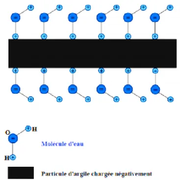 Figure  2  :  Répartition  des  molécules  d’eau  autour  d’une  particule  d’argile  chargée  négativement 