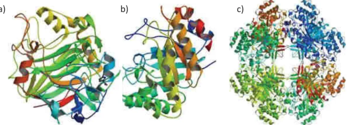 Figure  1.27  Représentation  des  structures  obtenues  par  cristallinité  des  sites  catalytiques  d’une 