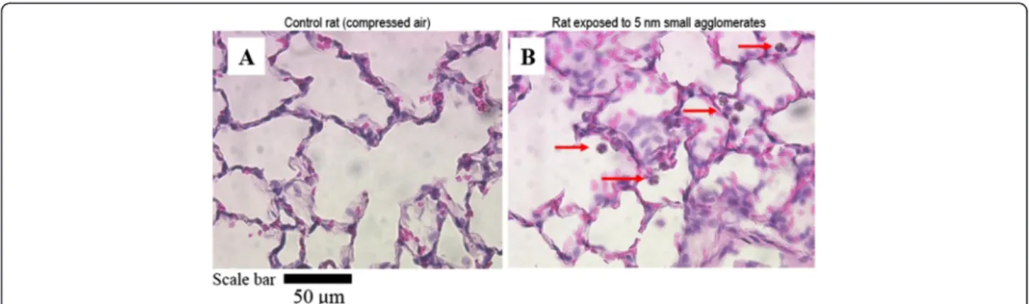 Figure 9 Optical microscopy images (400-x) of lung tissue sections. (A) Lung of control rat exposed to compressed air