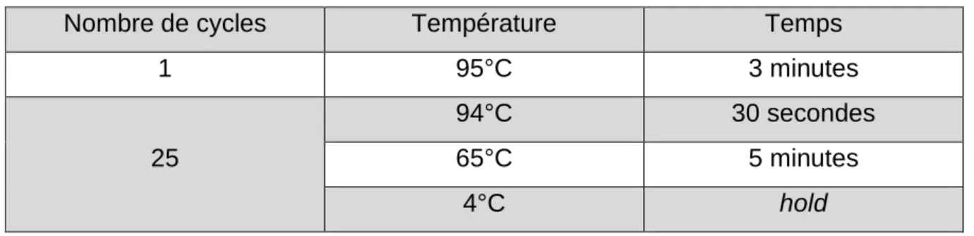 Tableau 4 : Cycles d’incubation au thermal cycler pour l’amplification 