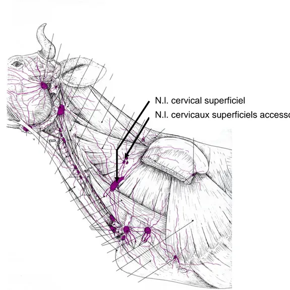 Figure 17 : Schéma des vaisseaux et nœuds lymphatiques du cou et de la région axillaire du bœuf ;  (extrait de Anatomie comparée des mammifères domestiques – Tome 5 : angiologie,(Barone 1996) , 