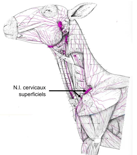Figure 20 : Schéma des vaisseaux et nœuds lymphatiques de la tête et du cou du mouton (extrait de  Anatomie comparée des mammifères domestiques – Tome 5 : angiologie, (Barone 1996), p