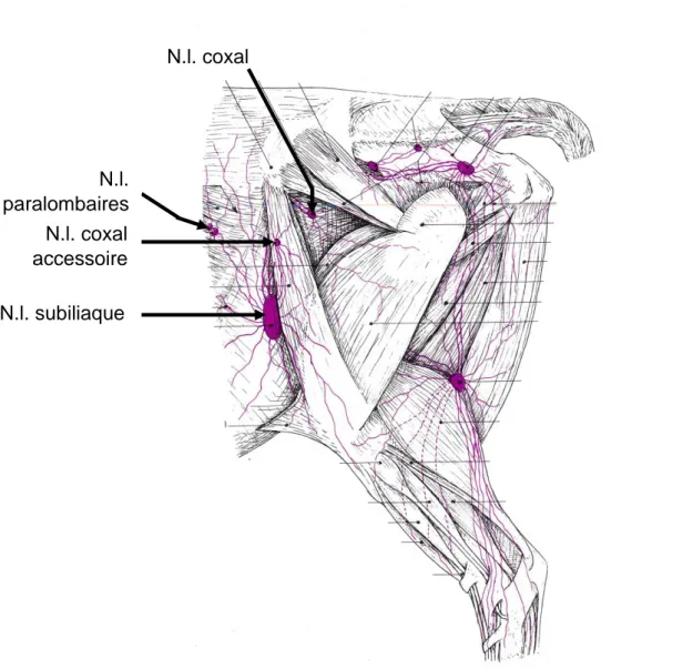 Figure 21 : Schéma des vaisseaux et nœuds lymphatiques du bassin et du membre pelvien du bœuf  (extrait de Anatomie comparée des mammifères domestiques – Tome 5 : angiologie, (Barone 1996), 