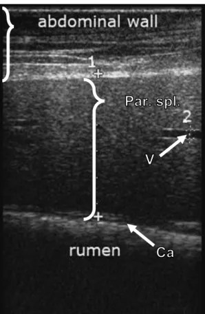 Figure 44 : Image échographique de la rate d’un mouton de 5 ans (extrait de Ultrasonographic  assessment of the spleen in 60 healthy sheep, (Floeck et al