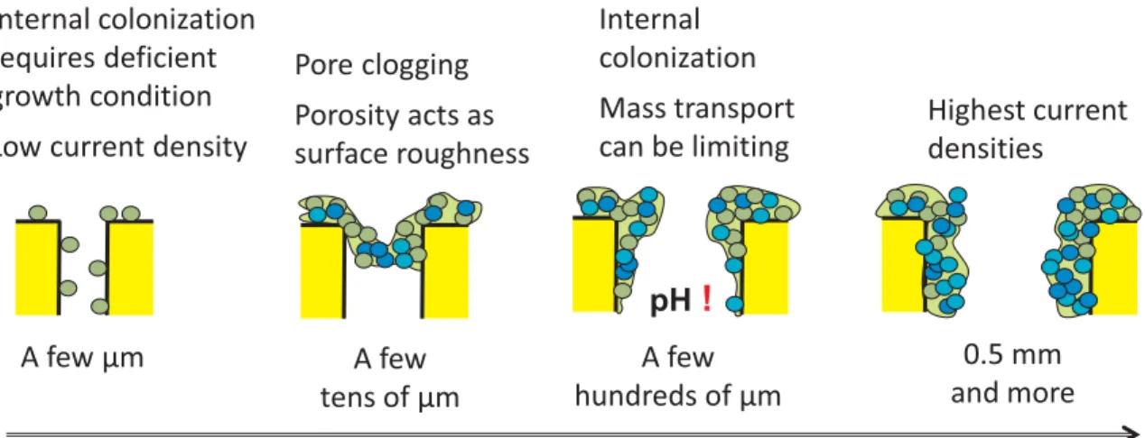Fig. 4. Scheme of the colonization situation according to the pore size order of magnitude.