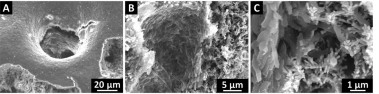 Fig. 10. Epiﬂuorescence imaging of the bioﬁlms formed on (A) μP-MG-1, (B) μP-MG-2 and (C) μP-MG-3 after 13 days of polarization at 0.1 V/SCE