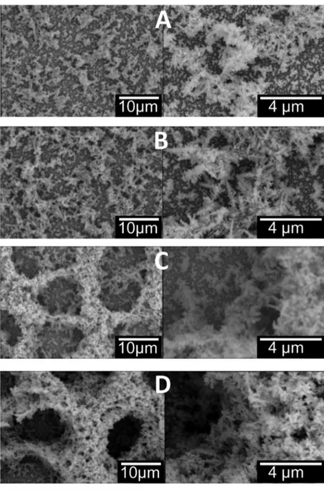 Fig. 1. SEM imaging of the micro-rough gold (MG) surfaces produced by electrodeposition with increasing current densities from MG-1 to MG4; A) MG-1, S a = 0.5μm; B) MG-2, S a = 1.7