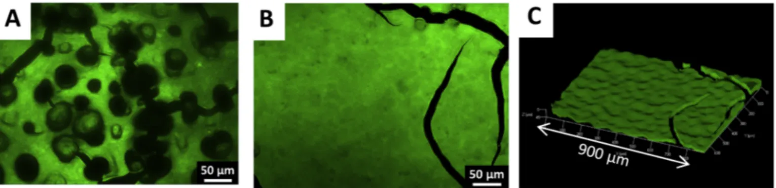 Fig. 8. Epiﬂuorescence imaging of a PG electrode after 18 days of polarization at 0.1 V/SCE; A) and B) top view, C) 3D reconstruction.