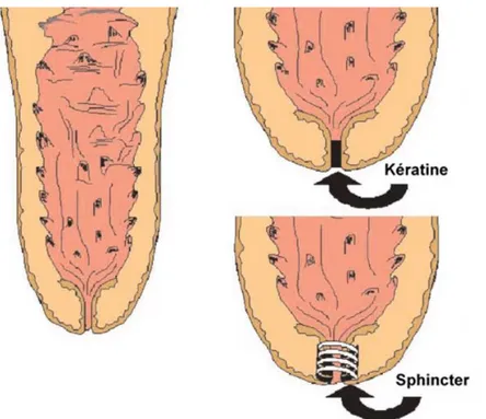 Figure 4 : Sections longitudinales de trayon montrant la surface interne de  kératine et le sphincter (Nickerson  2011)
