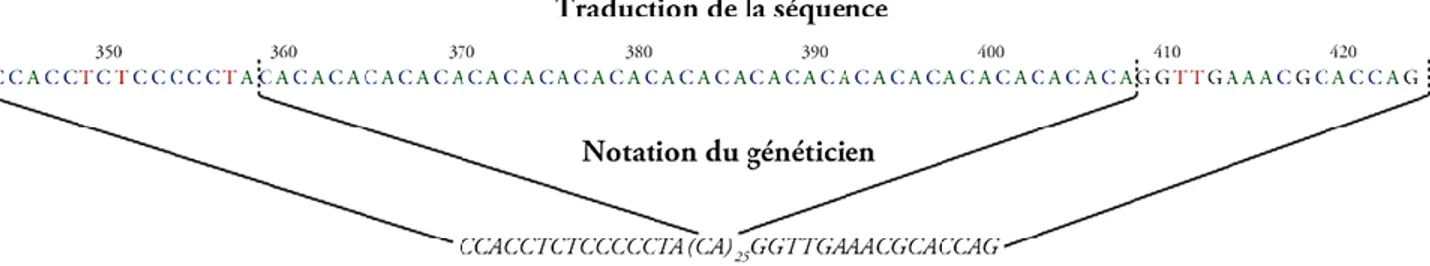 Figure 8 : Exemple de marqueur SNP (La révolution génomique animale 2011)