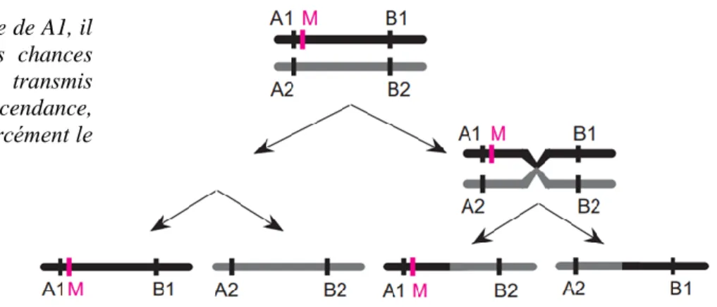 Figure  9  :  Exemple  de  recombinaison  au  cours  de  la  méiose  (La  révolution  génomique 