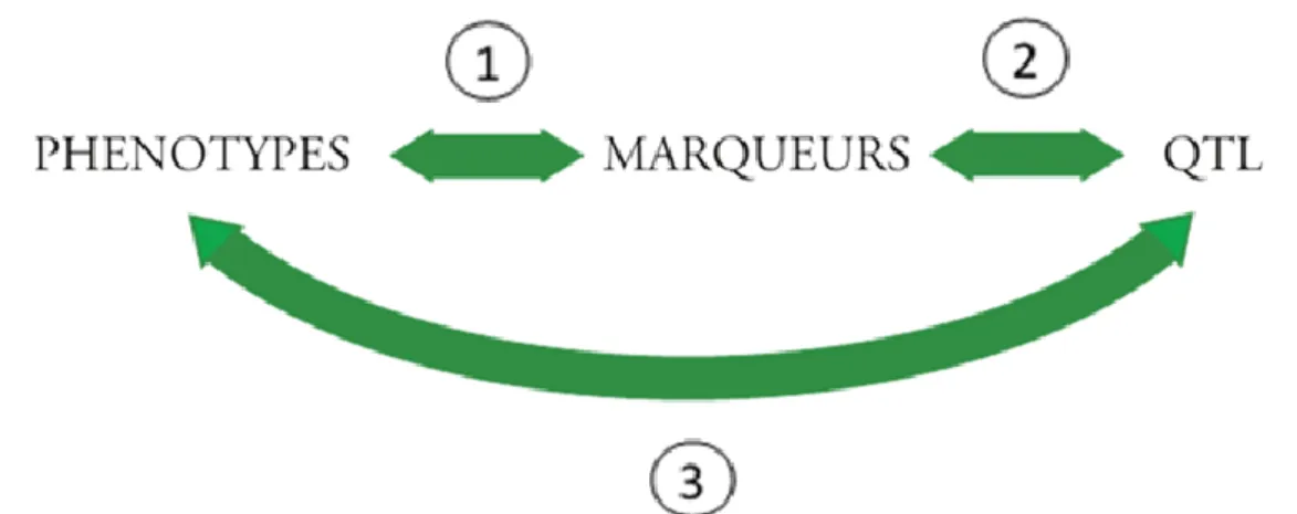 Figure 10 : Mise en évidence de la relation QTL-phénotype via les marqueurs (La révolution génomique 