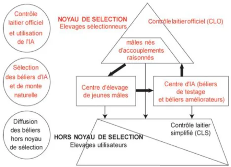 Figure 11 : Schéma de sélection classique en ovin laitier (Lagriffoul et al. 2016)