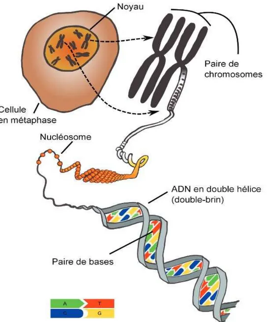 Figure  1  Illustration  schématique  de  l'information  génétique  dans  les  cellules  eucaryotes  (Vignal, 2011) 