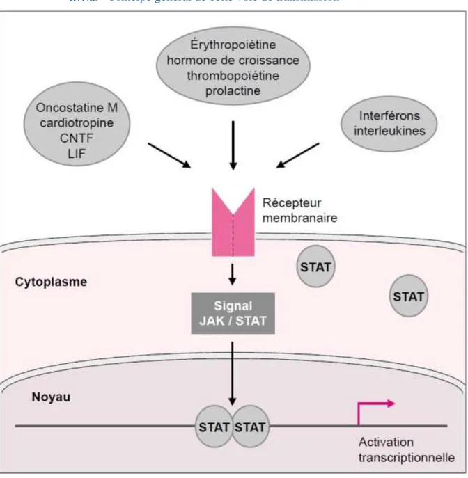 Figure 5 Principe général de la voie de transmission du signal JAK/STAT (Vignais, 1997) 