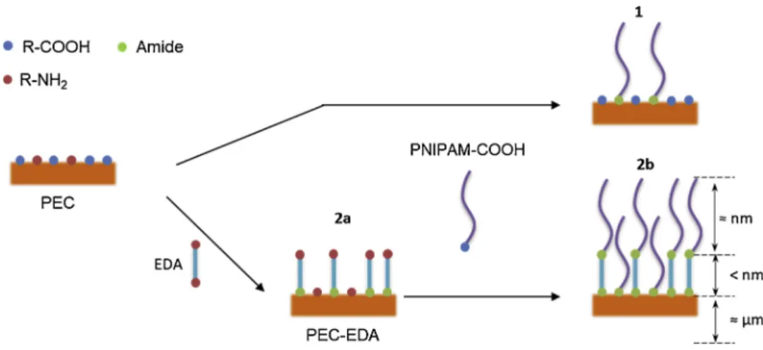 Fig. 1. Grafting strategies to control the chain length and graft density of PNIPAM on PEC substrates.