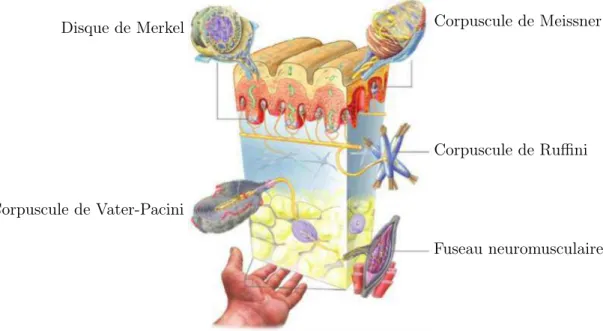 Figure 2.5 – Vue en coupe de la peau (adapté de Halata et Baumann (2008)). Application à la conduite automobile