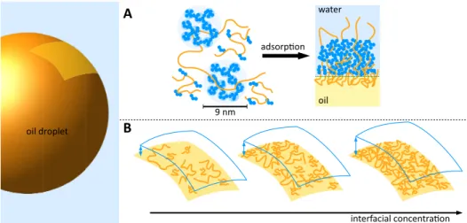 Figure 7. Schematic representation of gum arabic amphiphilic species at oil−water interfaces