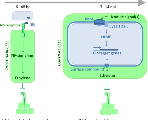 Fig. 6 Model for the control of primary and secondary infection by ethylene in the Sinorhizobium meliloti –Medicago symbiosis