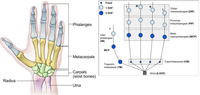 Figure 1.6: The hand with its complex bone structure (left, Source: Blausen.com staff