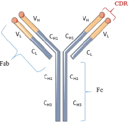 Figure 1 : Structure générale d’un anticorps. D’après (Gómez Román, Murray and Weiner, 2013) 