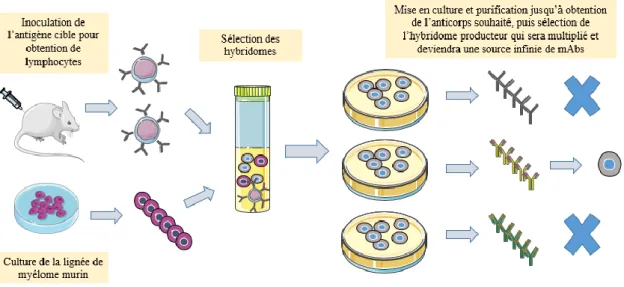 Figure 3 : Processus de fabrication des anticorps monoclonaux. D’après (Parker et al., 2016) 