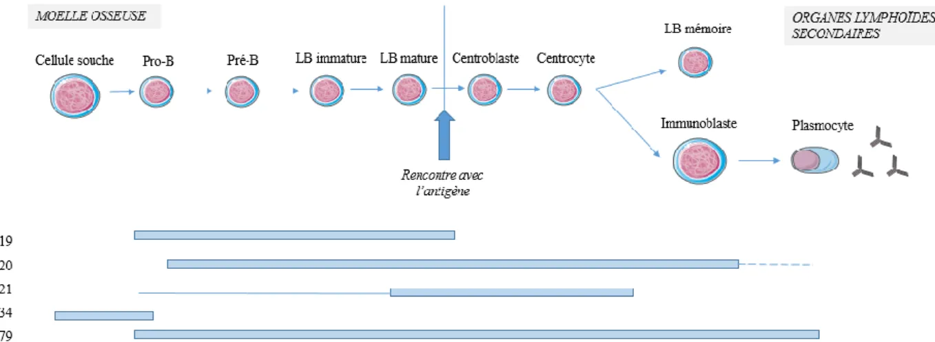Figure 8 : Rappels sur la lymphopoïèse 