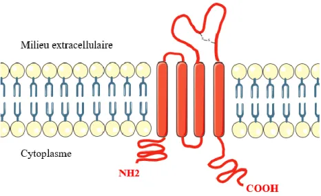 Figure 9 : Structure générale du CD20 au sein de la membrane 