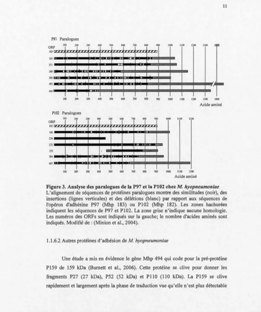 Figure 3.  Analyse des  paralogues de la P97 et  la  P102 chez  M.  hyopneumoniae  L ' alignement  de  séquences  de  protéines  paralogues montre des  similitudes (noir),  des 