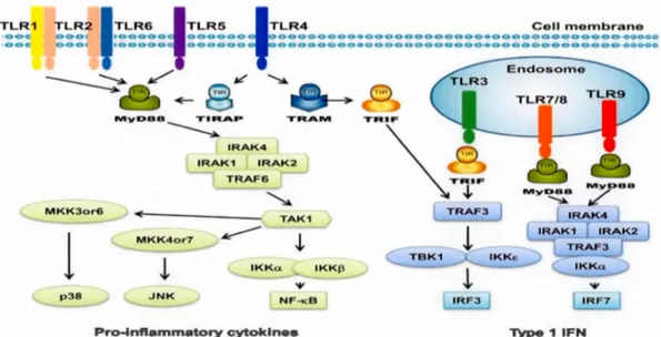 Figure 4. Les récepteurs Toll-like et leurs voies de signalisation 