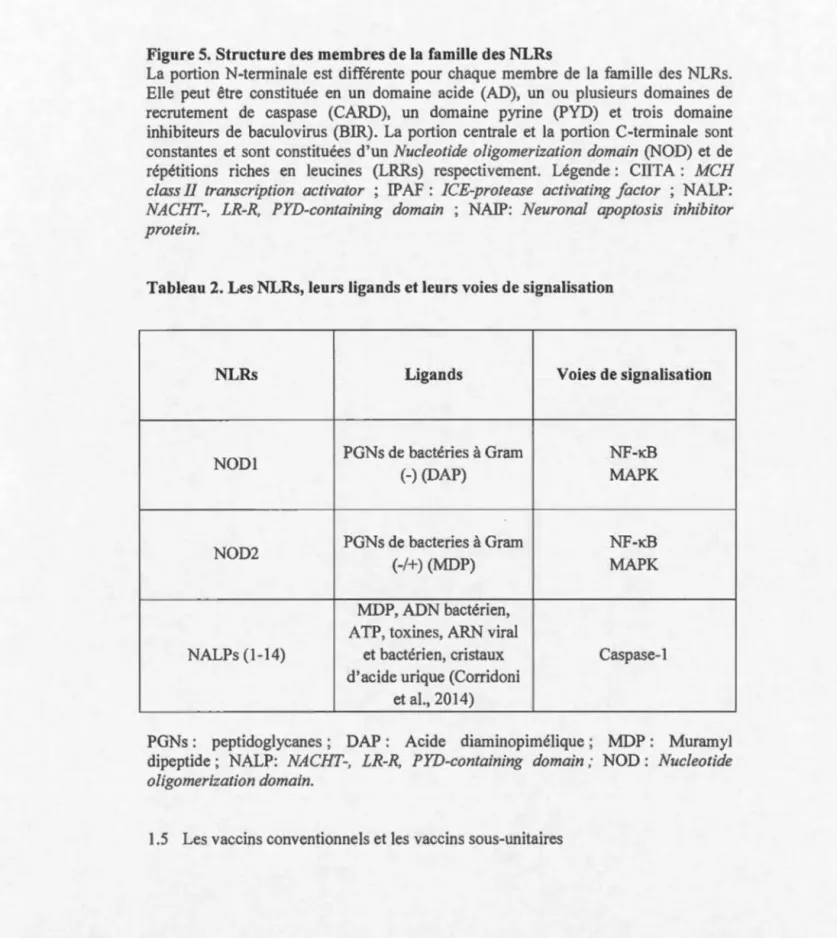 Figure 5. Structure des membres de la famille des NLRs 