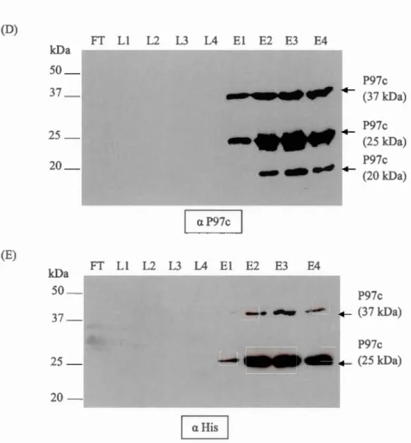 Figure  6.  Ex pr ession  de  la  protéine  P97c  dans  les  bactéries  d 'E .  coli  Rosetta 