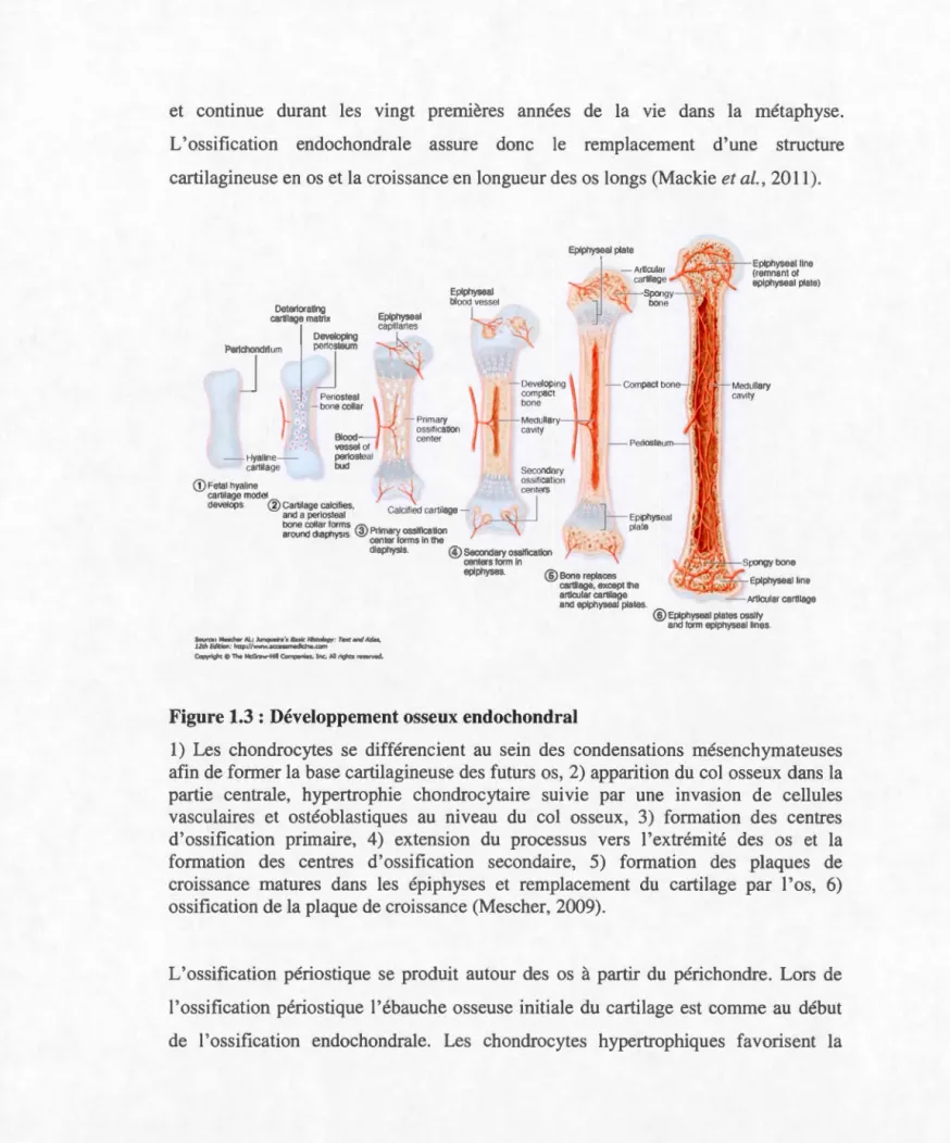 Figure 1.3  : Développement  osseux endochondral 