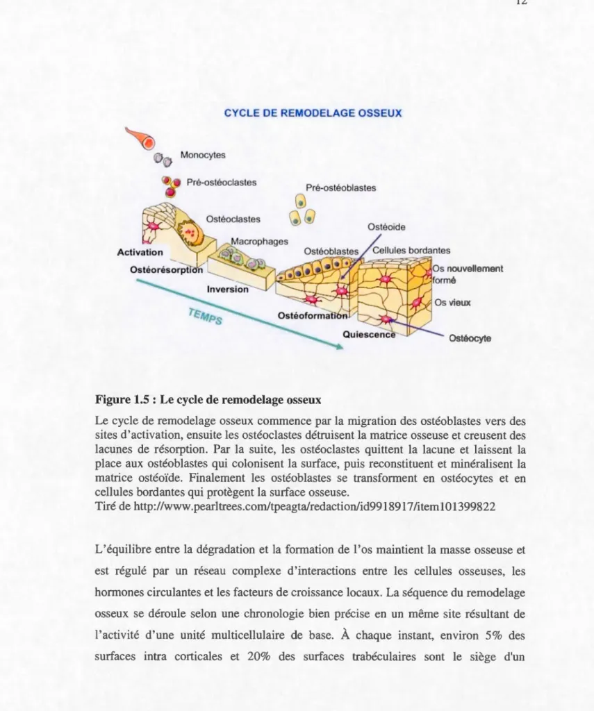 Figure 1.5  : Le cycle de remodelage osseux 