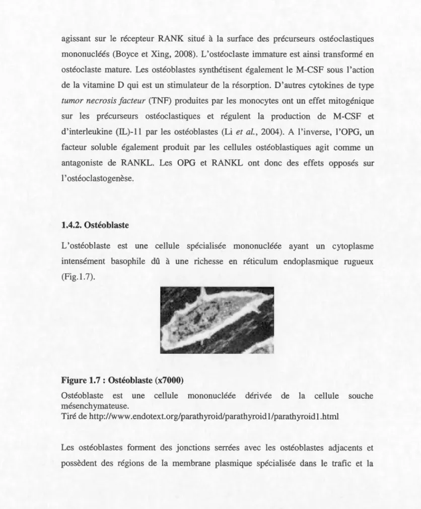 Figure 1.7  : Ostéoblaste (x7000) 