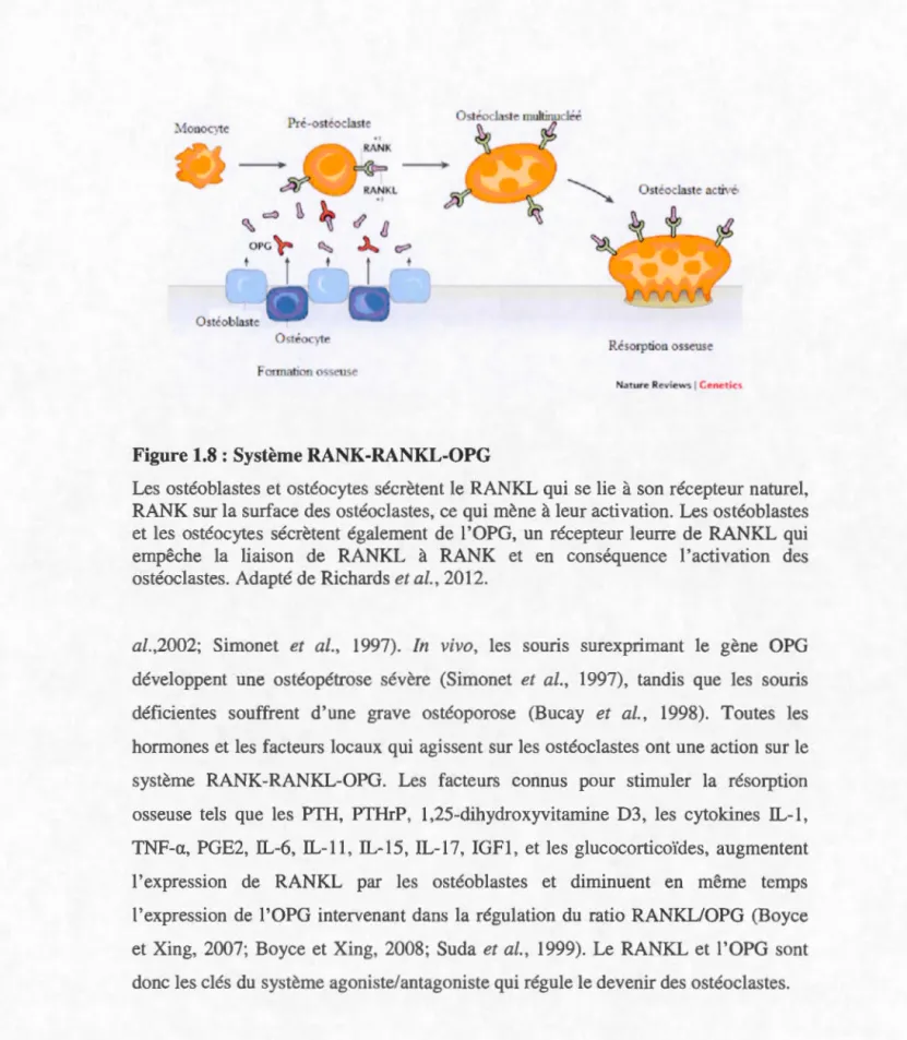 Figure 1.8 :  Système RANK-RANKL-OPG 