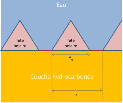 Figure 1-16. Illustration montrant l’aire par lipide A et l’aire de surface libre (A-A 0 ) qui permet le passage d’un 