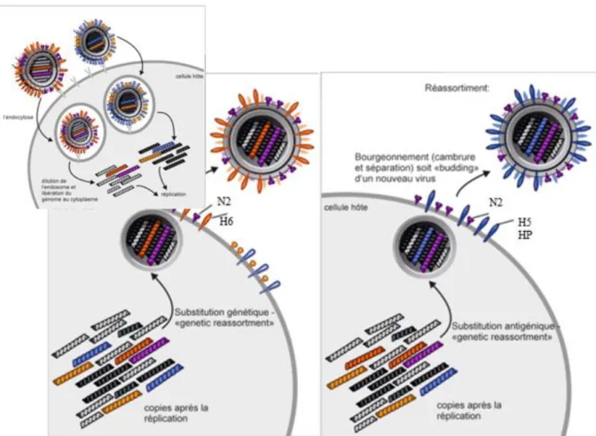 Figure  1  :  Exemple  de  réassortiments  lors  de  co-infections  d'une  cellule  par  des  virus  de  type  influenza,  (FAO,  2019) 