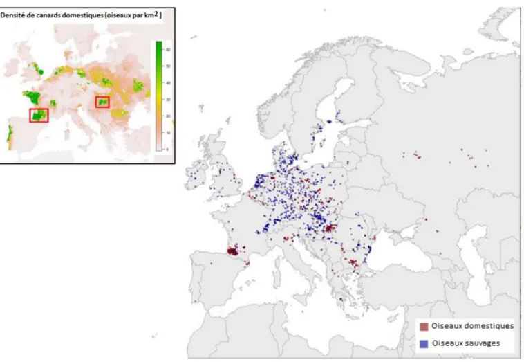 Figure 4 : Distribution spatiale des foyers H5N8 d’IAHP chez les oiseaux domestiques (point rouges) et sauvages  (point  bleu)  en  Europe