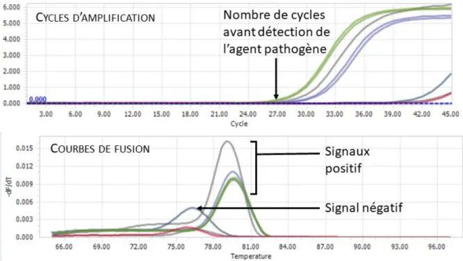 Figure 10 : Exemple de résultats de qPCR sur le logiciel LightCycler pour analyse 