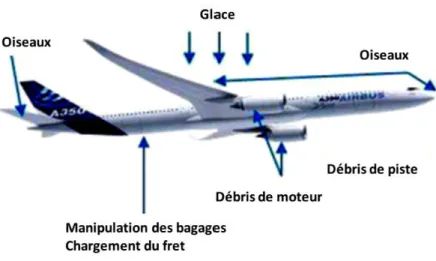 Figure 1 – Variété et nature des impacts sur un avion en service