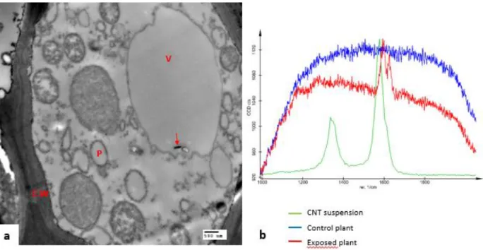 Figure 4 TEM image of MWCNTs in wheat’s roots; roots of wheat (Triticum aestivum) exposed to 100 mg/L of  MWCNTs dispersed in gallic acid for 7 days; CNT is indicated by arrow; (C.W) cell wall; (P) plaste; (V) vacuole
