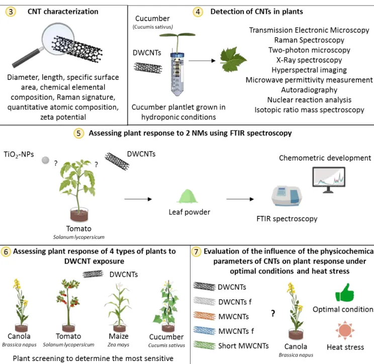 Figure 7 Graphical scheme of the different parts of my PhD project with the corresponding chapter in yellow circles: (3) CNT  characterization, (4) Detection of CNTs in plants, (5) Assessing plant response to 2 NMs using FTIR spectroscopy, (6) Assessing pl