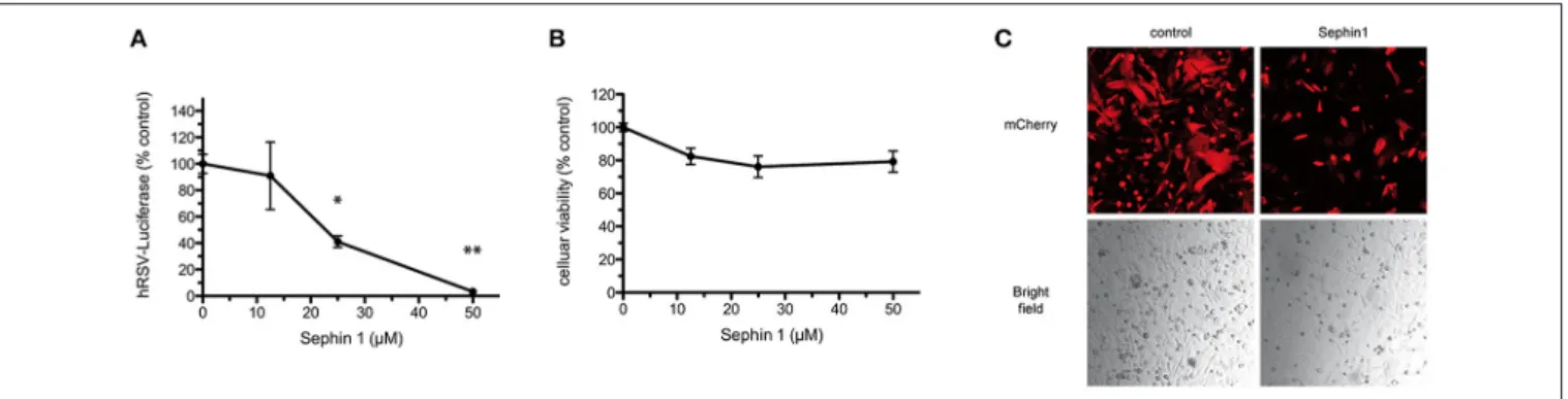 FIGURE 2 | Evaluation of the antiviral properties of Sephin1 against hRSV. (A) HEp-2 cells were infected with a recombinant strain of hRSV expressing luciferase and incubated with increasing doses of Sephin1 or DMSO alone