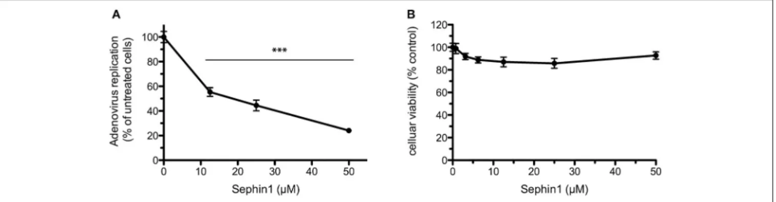FIGURE 7 | Evaluation of the antiviral properties of Sephin1 against human Adenovirus