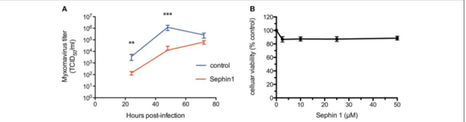FIGURE 8 | Evaluation of the antiviral properties of Sephin1 against myxoma virus. (A) RK13 cells were infected with myxoma virus and incubated in the presence of 50 µM Sephin1 or DMSO alone (control)